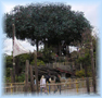 Arbol de los Robinson. Disney